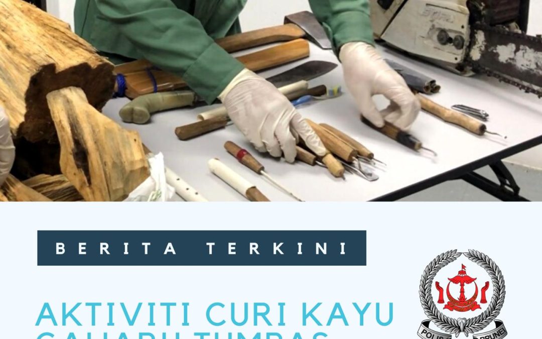 AKTIVITI CURI GAHARU TUMPAS